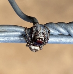 Opisthoncus nigrofemoratus (Black-thighed jumper) at Watson, ACT - 5 Sep 2022 by Steve_Bok