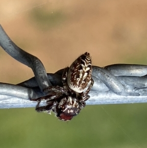 Opisthoncus nigrofemoratus at Watson, ACT - 5 Sep 2022 02:11 PM