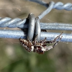 Opisthoncus nigrofemoratus at Watson, ACT - 5 Sep 2022