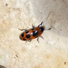 Episcaphula australis (Fungus beetle) at The Fair, Watson - 5 Sep 2022 by Steve_Bok