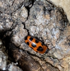 Episcaphula australis at Watson, ACT - 5 Sep 2022