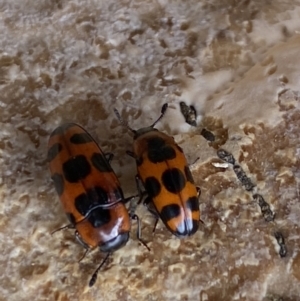 Episcaphula australis at Watson, ACT - 5 Sep 2022