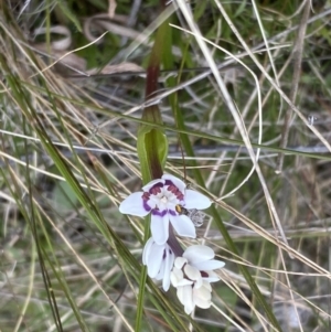 Wurmbea dioica subsp. dioica at Watson, ACT - 5 Sep 2022