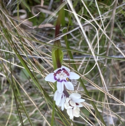 Wurmbea dioica subsp. dioica (Early Nancy) at The Fair, Watson - 5 Sep 2022 by Steve_Bok