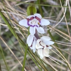 Wurmbea dioica subsp. dioica at Watson, ACT - 5 Sep 2022