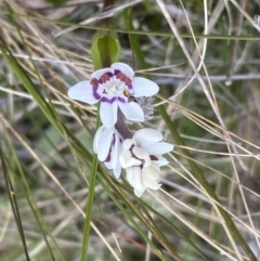 Wurmbea dioica subsp. dioica at Watson, ACT - 5 Sep 2022 01:35 PM