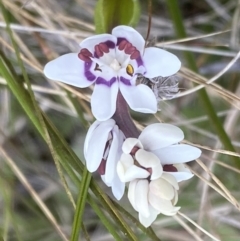 Wurmbea dioica subsp. dioica at Watson, ACT - 5 Sep 2022