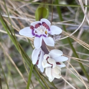 Wurmbea dioica subsp. dioica at Watson, ACT - 5 Sep 2022