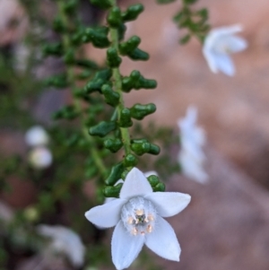 Philotheca difformis subsp. difformis at Mutawintji, NSW - 27 Aug 2022