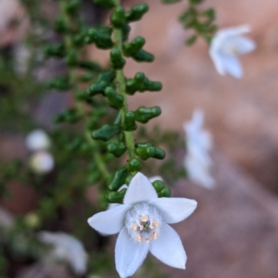 Philotheca difformis subsp. difformis (Small-leaf Wax-flower) at Mutawintji National Park - 27 Aug 2022 by Darcy