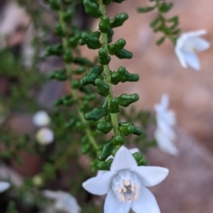 Philotheca difformis subsp. difformis at Mutawintji, NSW - 27 Aug 2022