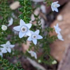 Philotheca difformis subsp. difformis at Mutawintji, NSW - 27 Aug 2022