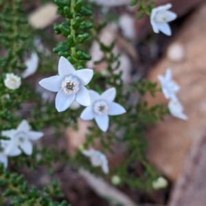 Philotheca difformis subsp. difformis at Mutawintji, NSW - 27 Aug 2022