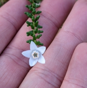 Philotheca difformis subsp. difformis at Mutawintji, NSW - 27 Aug 2022