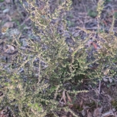 Leucopogon fletcheri subsp. brevisepalus (Twin Flower Beard-Heath) at Bungendore, NSW - 5 Sep 2022 by clarehoneydove