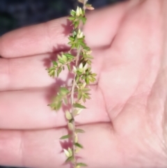 Leucopogon fletcheri subsp. brevisepalus at Bungendore, NSW - 5 Sep 2022