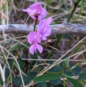 Indigofera australis subsp. australis at Mutawintji, NSW - 27 Aug 2022