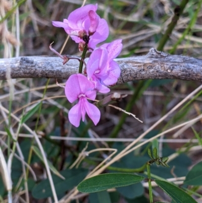 Indigofera australis subsp. australis (Australian Indigo) at Mutawintji National Park - 27 Aug 2022 by Darcy