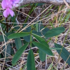 Indigofera australis subsp. australis at Mutawintji, NSW - 27 Aug 2022