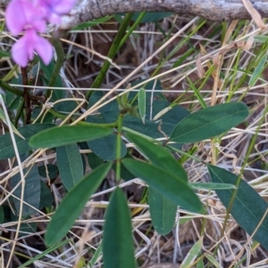 Indigofera australis subsp. australis at Mutawintji, NSW - 27 Aug 2022 04:03 PM