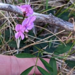 Indigofera australis subsp. australis at Mutawintji, NSW - 27 Aug 2022