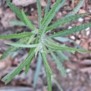 Senecio phelleus at Bungendore, NSW - 5 Sep 2022