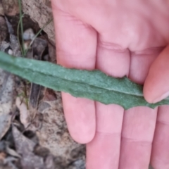 Senecio phelleus at Bungendore, NSW - 5 Sep 2022