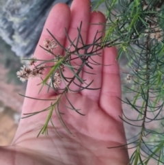 Cassinia quinquefaria (Rosemary Cassinia) at Bungendore, NSW - 5 Sep 2022 by clarehoneydove