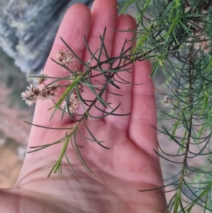 Cassinia quinquefaria at Bungendore, NSW - 5 Sep 2022 05:46 PM