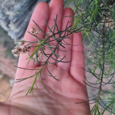 Cassinia quinquefaria (Rosemary Cassinia) at Bungendore, NSW - 5 Sep 2022 by clarehoneydove