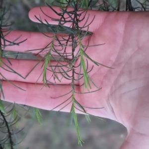 Cassinia quinquefaria at Bungendore, NSW - 5 Sep 2022