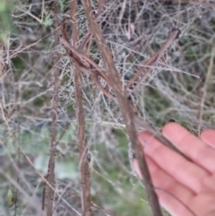 Cassinia quinquefaria at Bungendore, NSW - 5 Sep 2022