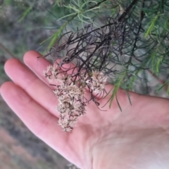 Cassinia quinquefaria at Bungendore, NSW - 5 Sep 2022 05:46 PM