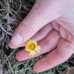 Leucochrysum albicans (Hoary Sunray) at Bungendore, NSW - 5 Sep 2022 by clarehoneydove