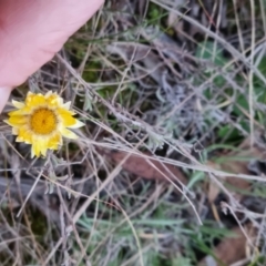Leucochrysum albicans at Bungendore, NSW - 5 Sep 2022