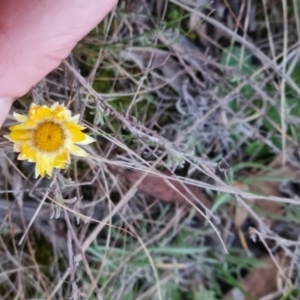 Leucochrysum albicans at Bungendore, NSW - 5 Sep 2022 05:47 PM