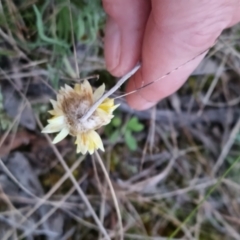 Leucochrysum albicans at Bungendore, NSW - 5 Sep 2022 05:47 PM