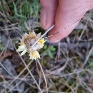 Leucochrysum albicans at Bungendore, NSW - 5 Sep 2022 05:47 PM