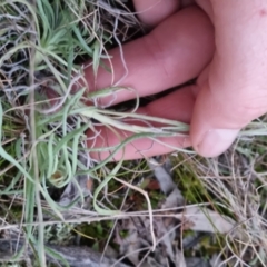 Leucochrysum albicans at Bungendore, NSW - 5 Sep 2022 05:47 PM