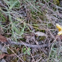 Leucochrysum albicans at Bungendore, NSW - 5 Sep 2022