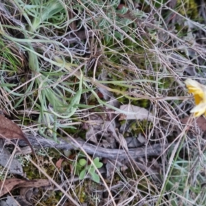 Leucochrysum albicans at Bungendore, NSW - 5 Sep 2022 05:47 PM