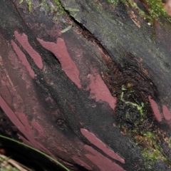 Hypoxylon sp. at Tidbinbilla Nature Reserve - 31 Aug 2022 by TimL