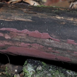 Hypoxylon sp. at Paddys River, ACT - 31 Aug 2022