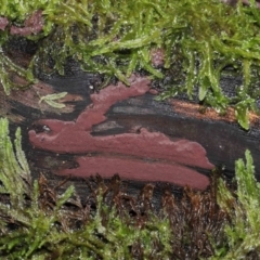 Hypoxylon sp. at Paddys River, ACT - 31 Aug 2022