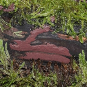 Hypoxylon sp. at Paddys River, ACT - 31 Aug 2022