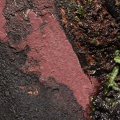 Hypoxylon sp. at Paddys River, ACT - 31 Aug 2022