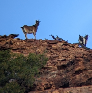 Capra hircus at Mutawintji, NSW - 27 Aug 2022 04:38 PM