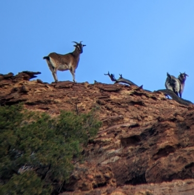Capra hircus (Goat) at Mutawintji National Park - 27 Aug 2022 by Darcy