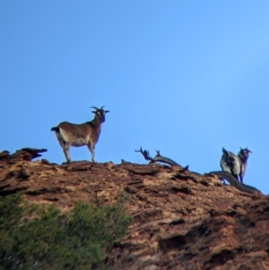 Capra hircus at Mutawintji, NSW - 27 Aug 2022 04:38 PM