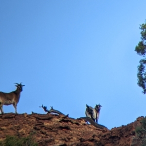 Capra hircus at Mutawintji, NSW - 27 Aug 2022 04:38 PM